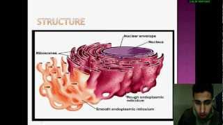 Biologie Cellulaire le réticulum endoplasmique [upl. by Alieka]