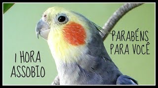 ASSOBIO CALOPSITA  PARABÉNS PARA VOCÊ  COCKATIEL WHISTLE [upl. by Landri]