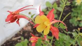 June 2 2016  Hybrid Columbine McKanas Giant [upl. by Lait]