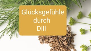 Dill für mehr Schlaf gegen bösen Zauber Fettleber hohen Cholesterin uSchilddrüsenunterfunktion [upl. by Ahcarb844]