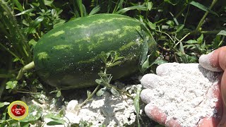 THIS will make the garden lush and resilient A real calcium bomb [upl. by Nosnibor840]