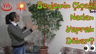 Benjamin Çiçeği Bakımı Sulama Gübreleme Budama Çoğaltma [upl. by Olumor]