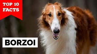 Borzoi  Top 10 Facts [upl. by Annahtur776]