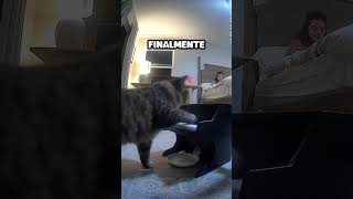 Gato Aprende a Tocar Piano [upl. by Indnahc578]