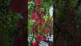 Amazing Fresh Fruits  Organic Fruits Apple Grapes Peach Shorts Youtubeshorts knowledge [upl. by Lovell]