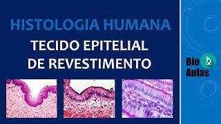 Tecido Epitelial de Revestimento Características Funções Classificação Histologia Humana [upl. by Ines]