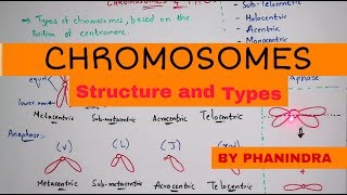 Chromosome structure and its types  By Phanindra guptha [upl. by Gleich]