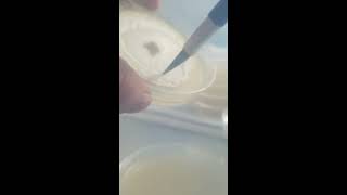 Agar to agar transfers [upl. by Bigot54]