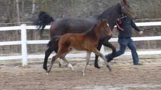 wwwreitschulesandbrinkde FOR COMPLIMENT  LORD LOXLEY foal Dressage [upl. by Idolla18]