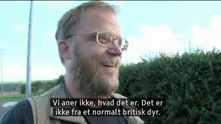 Danish cryptozoology documentary [upl. by Enahpets]