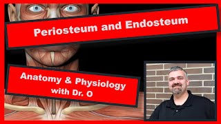 Periosteum and Endosteum Anatomy and Physiology [upl. by Benita]