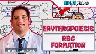 Hematology  Erythropoiesis Red Blood Cell Formation Part 1 [upl. by Beckerman]