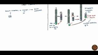 Acute Myelogenous Leukemia AML amp Chronic Myelogenous Leukemia CMLfor USMLE [upl. by Aiuqet275]