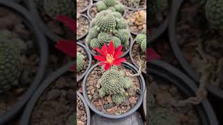 ต้น Rebutia heliosa [upl. by Burnight540]