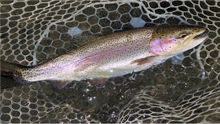 Yakima River Fly Fishing ReportMay 24th 2024Worley Bugger Fly Co [upl. by Leahsim]