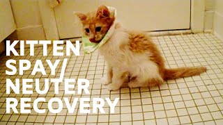 Caring for Cat after Spay Foster Kitten Spay and Neuter Surgery Recovery [upl. by Eniowtna433]