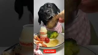 dog mukbang pets funny food youtubeshorts shortvideo animal fooddog dogsfood kiran599 [upl. by Sekoorb]