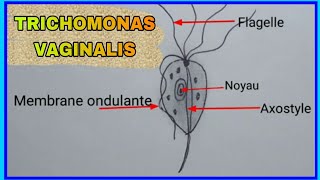 Trichomonas Vaginalis [upl. by Ayn]