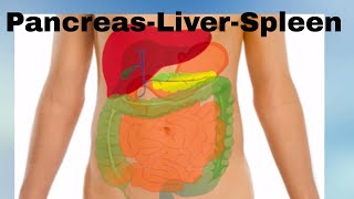 Pancreas Liver Spleen Organs of the Human Body [upl. by Ori]