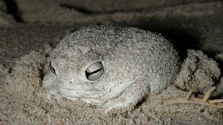 The Desert Rain Frog Breviceps macrops [upl. by Mw793]