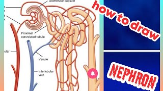 how to draw nephron easy steps [upl. by Kalasky]