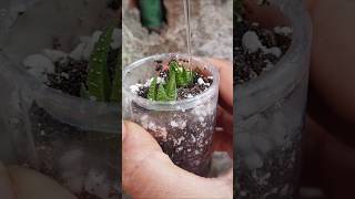 Haworthia propagation update haworthia reuseplastic [upl. by Atis]