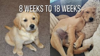 Life With A Golden Retriever  Puppy From 8 Weeks To 18 Weeks [upl. by Ticon]