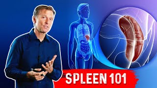 What Does The Spleen Do – DrBerg Explains Spleen Function [upl. by Anaujal]