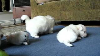 Coton de Tulear Cuteberrys FUNNIEST Coton puppy talk [upl. by Inajar272]