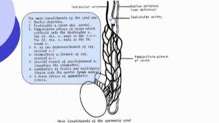 14 Contents of the spermatic cord Abdomen [upl. by Windy489]