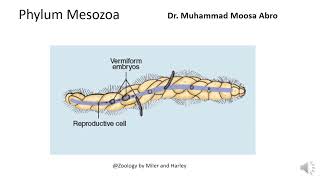 Phylum Mesozoa [upl. by Akered]