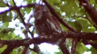 Pygmy Owl calling [upl. by Hanahs447]