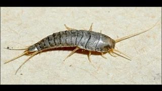 What Does a Silverfish look like Lepisma Saccharina  Fishmoth [upl. by Tacklind506]