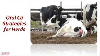 Cows and their calcium March 2014 Hoards Dairyman webinar [upl. by Nygem]