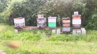 ELM GROVE APIARY Recap Part 3 of 3 [upl. by Haikezeh]