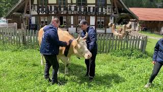 Familie Ryter Reinzüchter aus Kandergrund [upl. by Relyhs919]