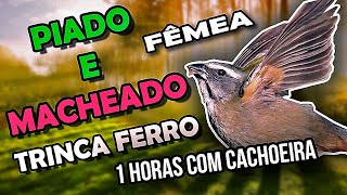 Piado e Macheado de Trinca Ferro Fêmea com Cachoeira para esquentar macho [upl. by Che]