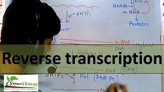 Reverse transcription  by reverse transcriptase enzyme [upl. by Iruy]