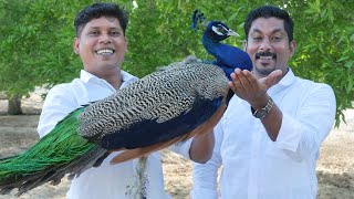 വറുത്തരച്ച മയിൽ കറി  Traditional Peacock Curry Recipe  Cooking In a Dubai [upl. by Opiak]