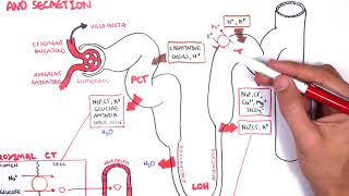 Nephrology  Physiology Reabsorption and Secretion [upl. by Oni]