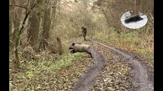 Wild boar hunting best moments in November 2017 [upl. by Zerep]