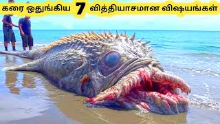 கரை ஒதுங்கிய உயிரினங்கள்  Strangest Things Washed Up on Beaches  Tamil Info Share [upl. by Attebasile]