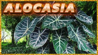 ALOCASIA 12 ESPÉCIES PARA VOCÊ ESCOLHER A SUA [upl. by Belanger]