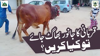 Qurbani Ke Janwar Bhag Jaye To Kya Karen  Qurbani Ke Masail  Darulifta Ahlesunnat [upl. by Minton]