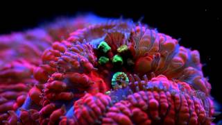 Coral Frenzy LPS Pellet Food [upl. by Ferdie]