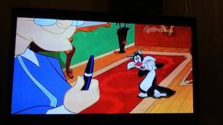 Sylvester the Cat  Chasing Laser Pointer [upl. by English]