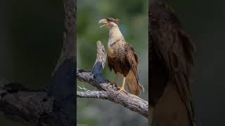 Crested Caracara [upl. by Ronny736]