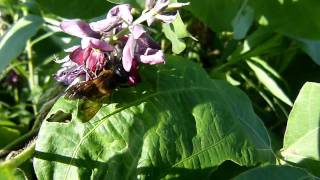 Giant Resin Bee Visiting Kudzu Flowers オオハキリバチ＠クズ吸蜜 [upl. by Butte]