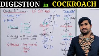 Digestion in cockroach biology class 11  cockroach digestion in Urdu [upl. by Adranoel183]