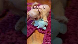 Dose Rosa want to play😫😅cute pets chihuahua dog puppy cute doglover channel [upl. by Nauqel]